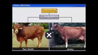 CBSE Class 12 Biology  Animal Breeding [upl. by Eissat]