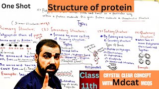 Structure of protein  primary  secondary  tertiary  Quaternary  class 11th  in Urdu  Hindi [upl. by Yerac314]