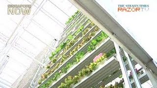 Singapores first vertical farm [upl. by Nallek545]