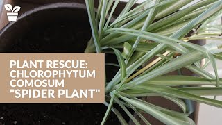 Plant Rescue Chlorophytum comosum quotSpider Plantquot [upl. by Yenaj913]