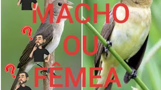 Bigodinho  Macho ou fêmea como definir ❓ Resposta❗ [upl. by Arimay]