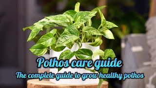 Complete Pothos plant care guide How to grow healthy house plant Pothos [upl. by Nnyloj560]