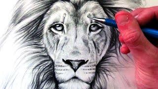 How To Draw a Lion  Sketch Tutorial [upl. by Annairt]