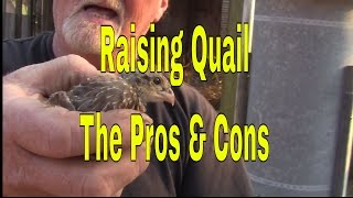 How to raise Quail by Quail Hollow Bird Farm Raising Bobwhite Quail [upl. by Aisenet869]