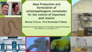 Mass production amp formulation of nematodes for improved field application against key insect pests [upl. by Deny]