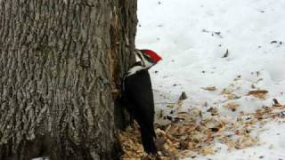 Pileated Woodpecker Pecking [upl. by Eentruok600]