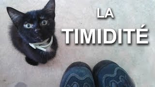 LA TIMIDITÉ  PAROLE DE CHAT [upl. by Aztiraj]