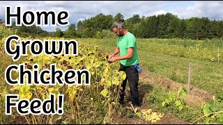 Chicken Feed  Home Grown Sunflower and Millet [upl. by Ahtnamys268]