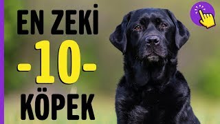 En zeki 10 köpek ırkı  Hayvanlar Alemi  Aklında olsun [upl. by Particia383]