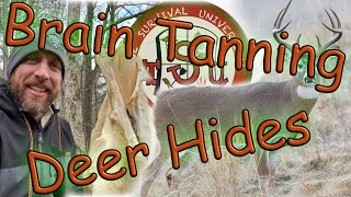 Brain Tanning Deer Hides [upl. by Eibbil]