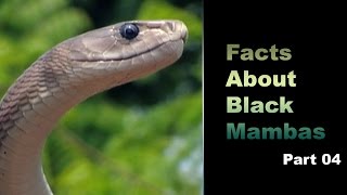 Facts About Black Mambas 04 [upl. by Ameekahs]