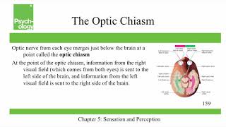 Openstax Psychology  Ch5  Sensation and Perception [upl. by Yelsnia]