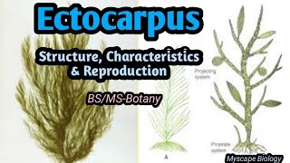 Ectocarpus  Structure Characteristics amp Reproduction  Urdu amp Hindi [upl. by Katt]