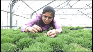 Turfgrass Breeding at Dallas Texas AampM AgriLife Research [upl. by Zuzana]