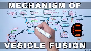 Mechanism of Vesicle Docking and Fusion [upl. by Starbuck389]