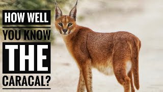 Caracal  Description Characteristics and Facts [upl. by Behnken8]