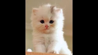 Cats and Kittens compilation Cute Is Not Enough [upl. by Ram]