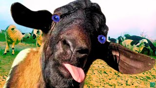 Funny Goats Screaming like Humans Funny Goats Sound Funny Animals [upl. by Ava]