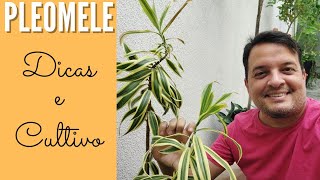 COMO CULTIVAR A PLEOMELE  REPLANTE REGA E MUDAS DRACENA REFLEXA [upl. by Unam]