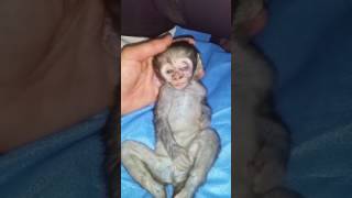 Razor wire death for baby monkey [upl. by Dianthe]