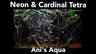 NEON amp CARDINAL TETRAS [upl. by Thier395]