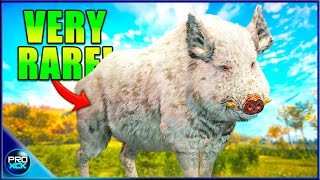 Albino Wild Boar  Visiting the Best Hotspots on Hirschfelden  theHunter Call of the Wild [upl. by Anilorak923]