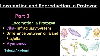 Locomotion and Reproduction Part 4 cilia infraciliary system myonemes neet telangana zoology [upl. by Nnek233]