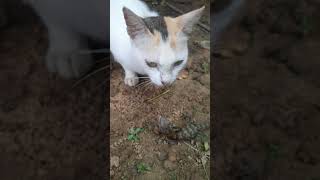 cat and lizard short video [upl. by Alliscirp]