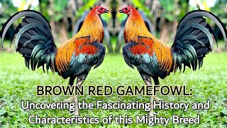 BROWN RED GAMEFOWL Uncovering the Fascinating History and Characteristics of this Mighty Breed [upl. by Dranek]