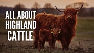 Highland Cows – Breed Profile Facts amp Care [upl. by Joseph]