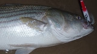 Fishing for Striped Bass with Needlefish Plugs [upl. by Haleeuqa238]