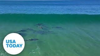 Dolphins leap out of the water while catching some waves  USA TODAY [upl. by Cassandre]