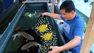 How Catfish Farming Produces thousands of eggs  The easiest way in catfish breeding 100  proven [upl. by Nyssa]