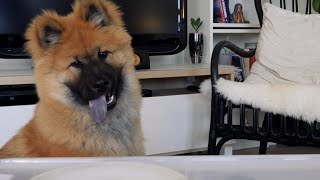 Birk the Eurasier puppy 6 months old tries new treats [upl. by Faustena]