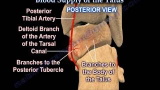 Talus fracture Avascular Necrosis Blood Supply  Everything You Need To Know  Dr Nabil Ebraheim [upl. by Sergio]