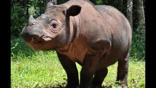 Sumatran Rhino Conservation [upl. by Basilius534]