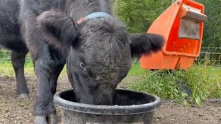 How to Tame a Belted Galloway Cow  Belted Galloway Homestead [upl. by Aiker]