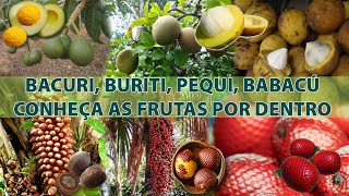 BACURI BURITI PEQUI BABAÇU CONHEÇA AS FRUTAS POR DENTRO [upl. by Nnylassej]