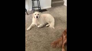 Adorable Video of a Dog Apologizing to his Brother Goes Viral  GoViral [upl. by Gilligan]