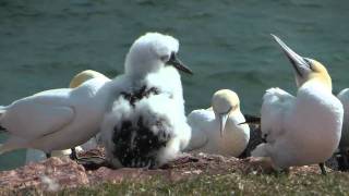 Basstölpel auf Helgoland [upl. by Davie652]