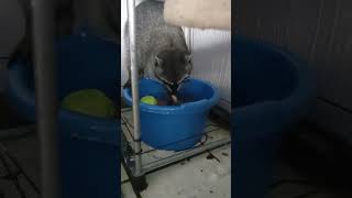 Raccoon Washing Food in Water [upl. by Fugate352]