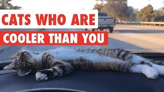 Cats Who Are Cooler Than You Video Compilation 2016 [upl. by Fritzie]