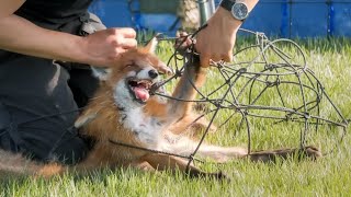 Man Saved a Trapped Fox From Dying What It Did Next Was Shocking [upl. by Newkirk]