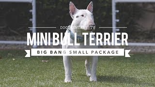 ALL ABOUT MINIATURE BULL TERRIERS CUTE AND POWERFUL [upl. by Oster344]