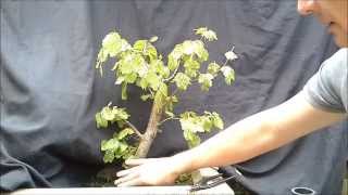 Fagus Sylvatica Bonsai 1 [upl. by Karla]