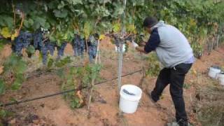 Evans Creek Vineyard Grape Harvest [upl. by Adriane]