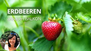 Erdbeeren im Balkonkasten pflanzen  Erdbeeren im Topf  Erdbeeren auf dem Balkon [upl. by Siroval]