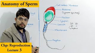 Human Sperm Cell [upl. by Ruyle460]