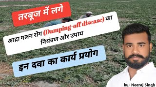 आद्रा गलन रोग Dampingoff disease का नियंत्रण और उपाय  damping off watermelon  by neeraj singh [upl. by Silvers951]