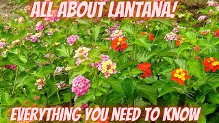 All About Lantana  A Comprehensive Review [upl. by Antonietta]